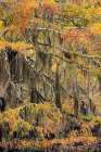 Bald Cypress tree draped in Spanish moss with fall colors Caddo Lake State Park-Uncertain-Texas Art Print